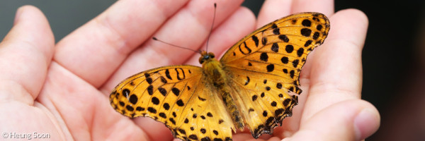 Schmetterling auf Hand