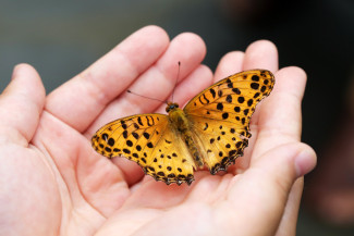 Schmetterling auf Hand